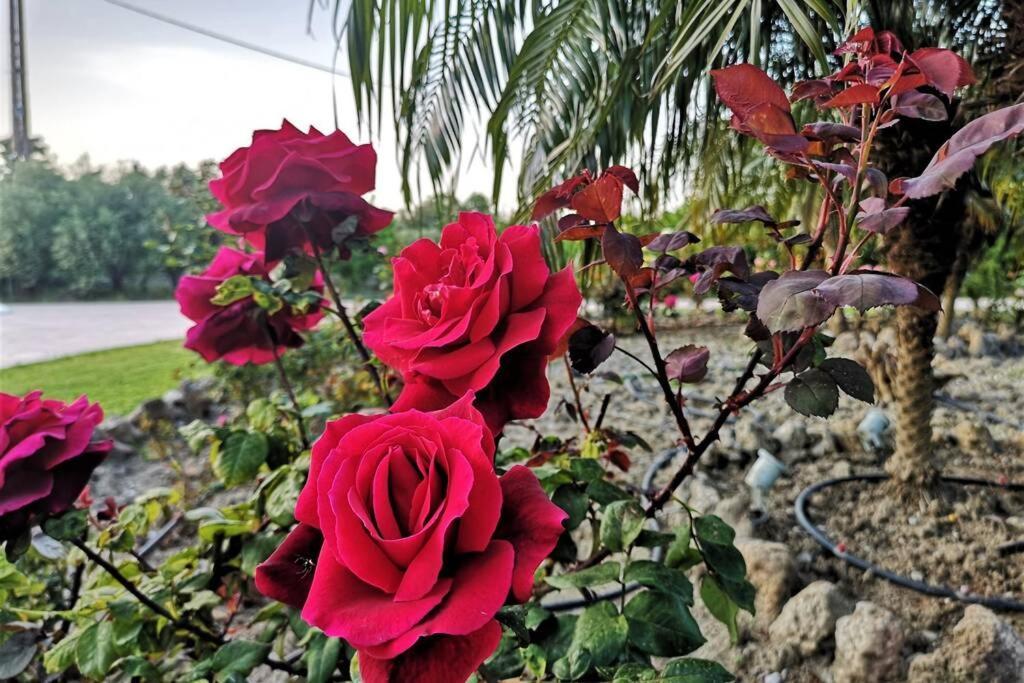 Fiore Di Rodi - Private Pool, Jacuzzi And Barbecue เอียลิซอส ภายนอก รูปภาพ